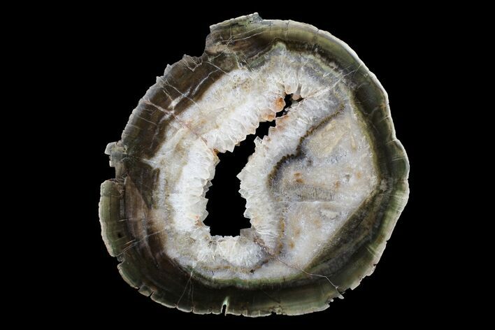 Triassic Petrified Wood (Woodworthia) Round - Zimbabwe #167948
